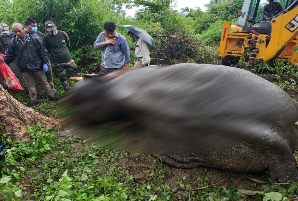 Uttarakhand News: 45-year old Tusker Elephant dies due to stomach burst in mutual conflict in Kotdwar