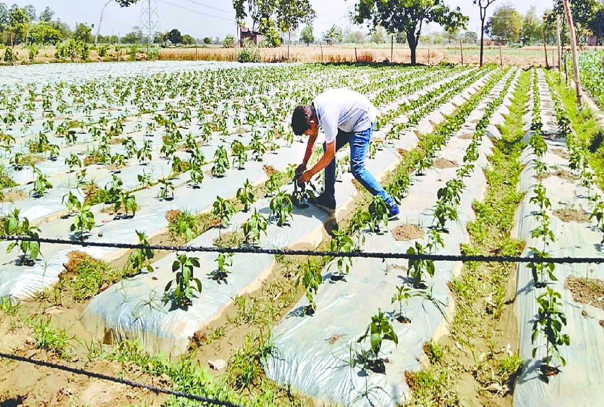 Agriculture Or Kheti Kisani Ki Baat: The Cost of Courageous Decisions
