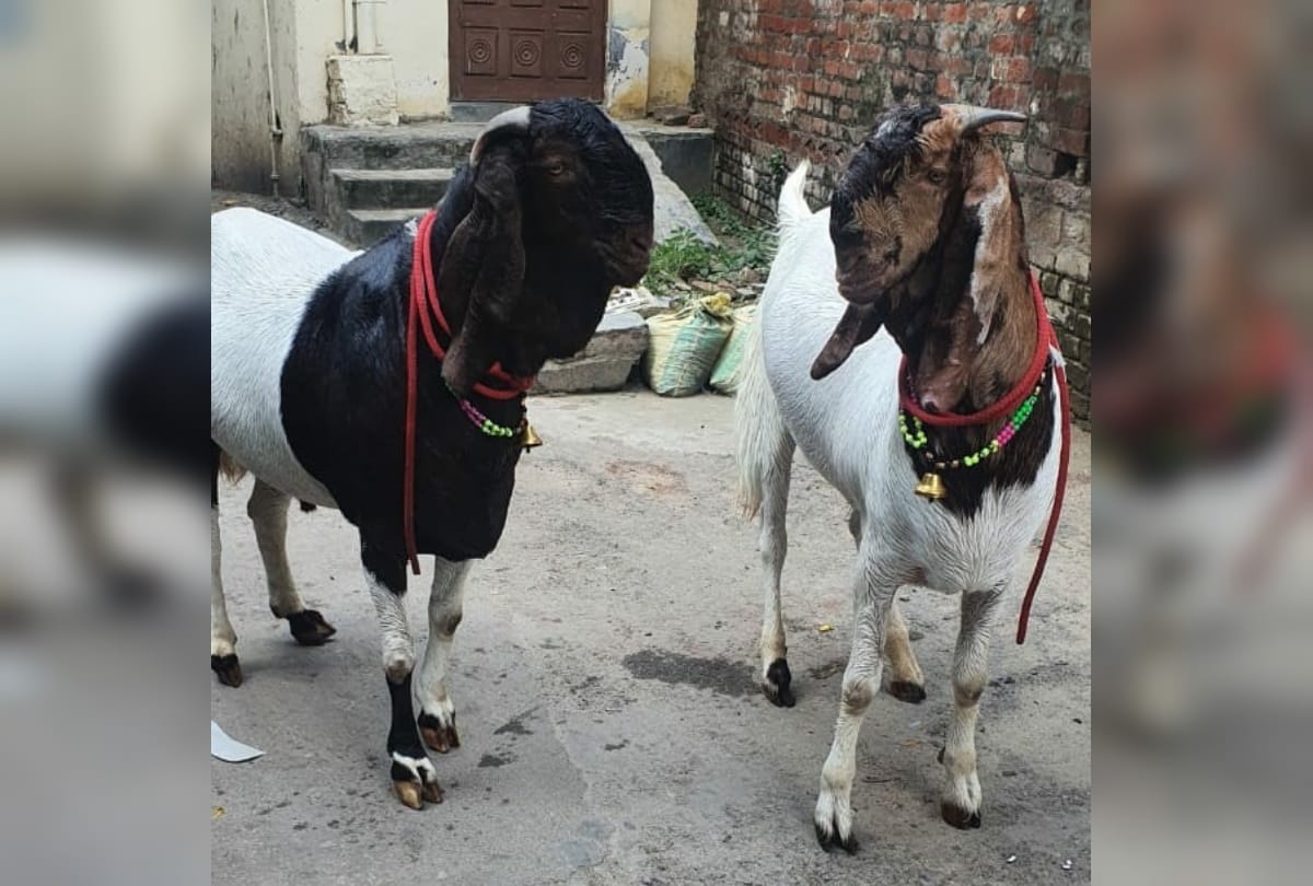 Shahrukh Salman name of Goats worth three lakhs in Gorakhpur