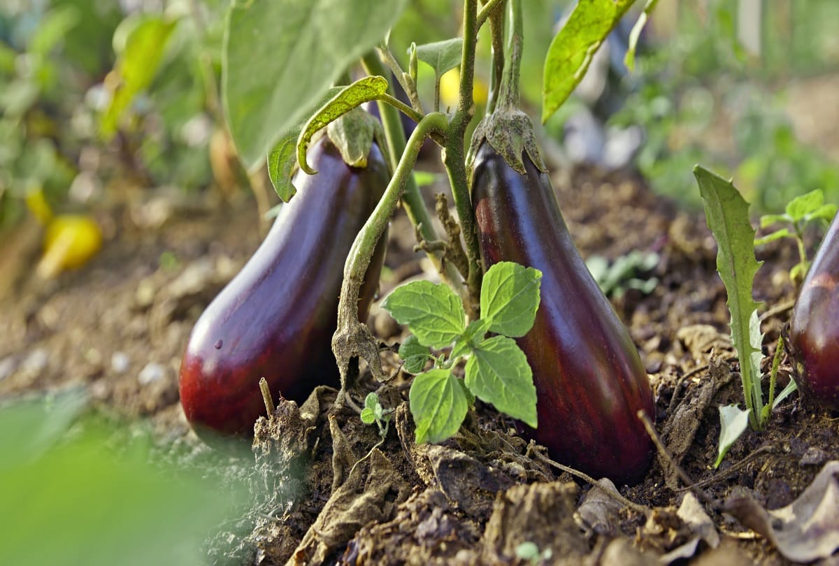 Health tips These are the four benefits of brinjal leaves