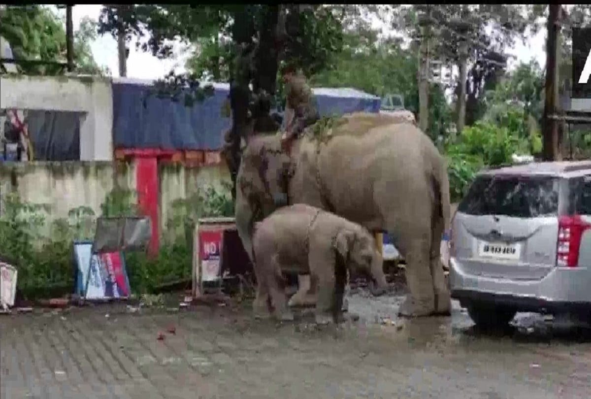 A female elephant and her calf were taken to Bokakhat police station for the alleged killing of a boy in Golaghat district