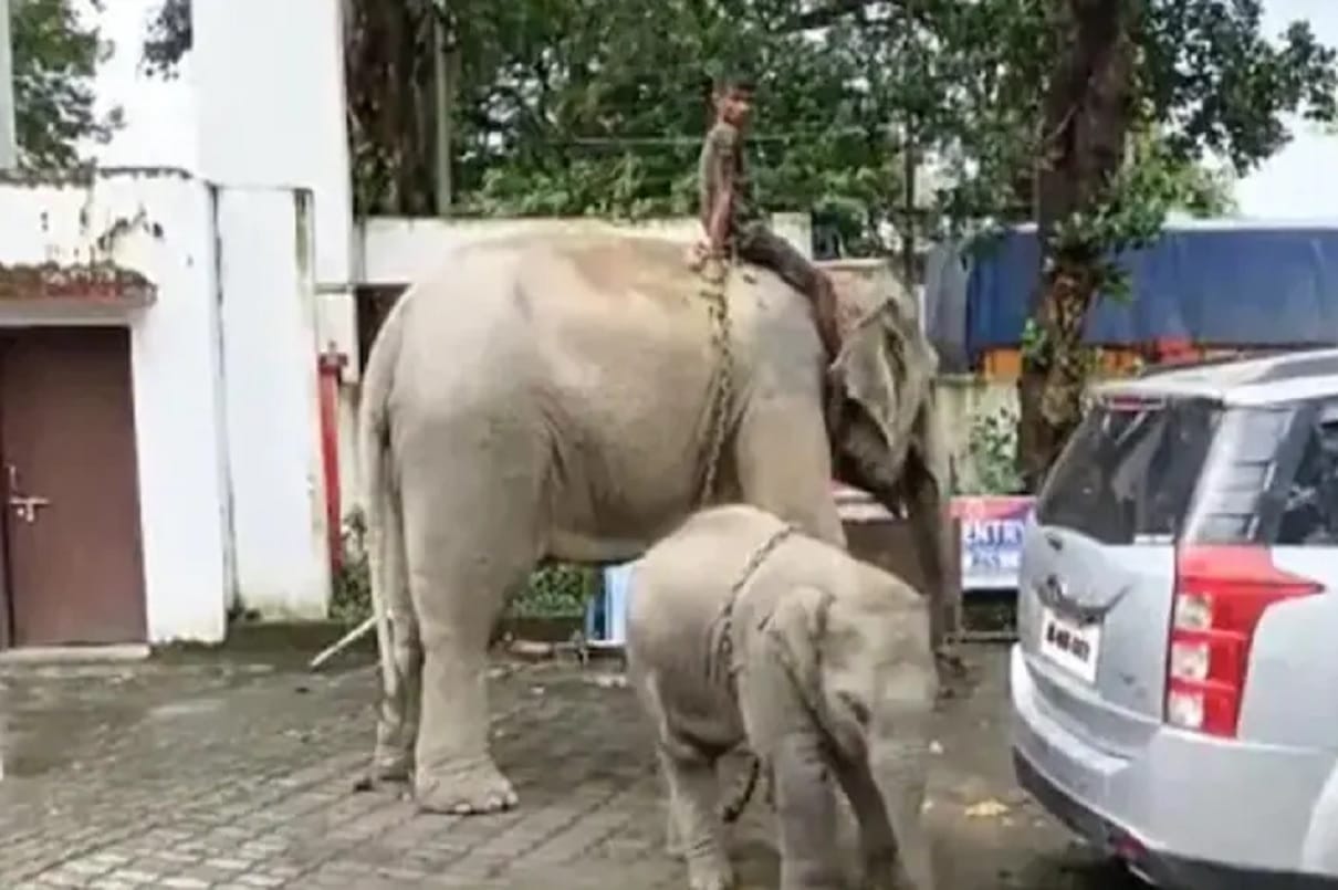 Elephant accused of killing a 14 year old minor police detained in assam