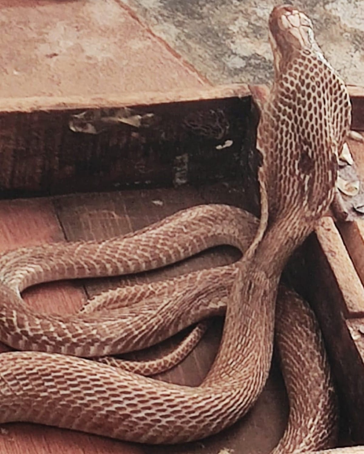 people got 41 cobra snake in house at kushinagar