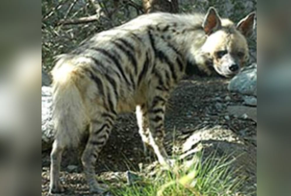 Uttarakhand news: Forest department will take news of striped hyena