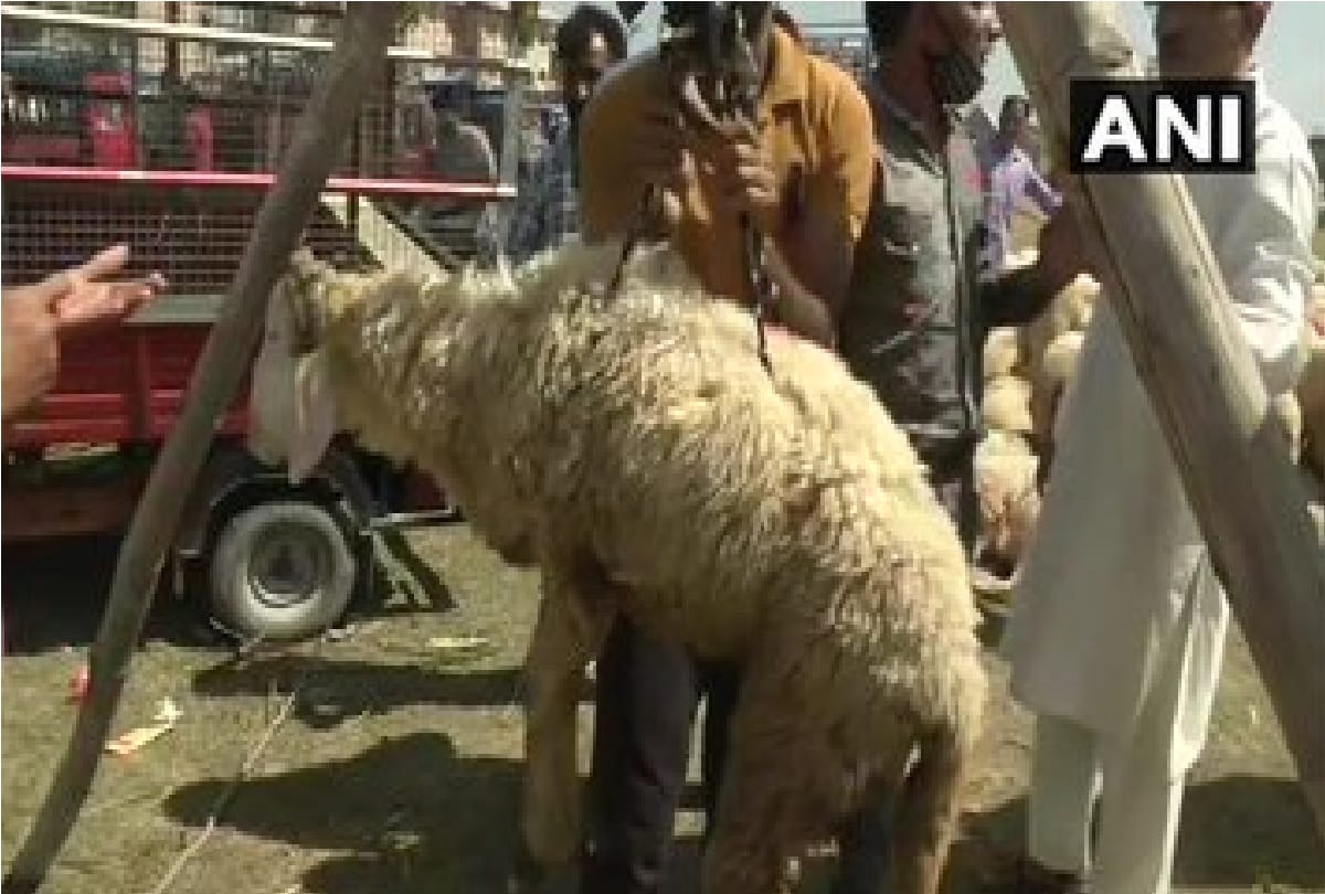 Sheep sales go down in Srinagar ahead of Bakra Eid as people face hardships due to COVID-19