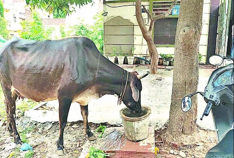 UP: अब देसी गाय पालने पर सरकार देगी पैसा, पढ़ें और जानें कैसे कर सकते हैं आवेदन