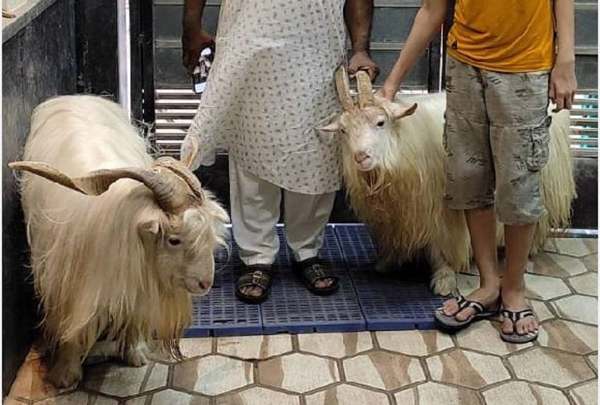 Dr Salim: Only vaccinated people should sacrifice animals on Bakrid, otherwise the risk of spreading corona infection may increase