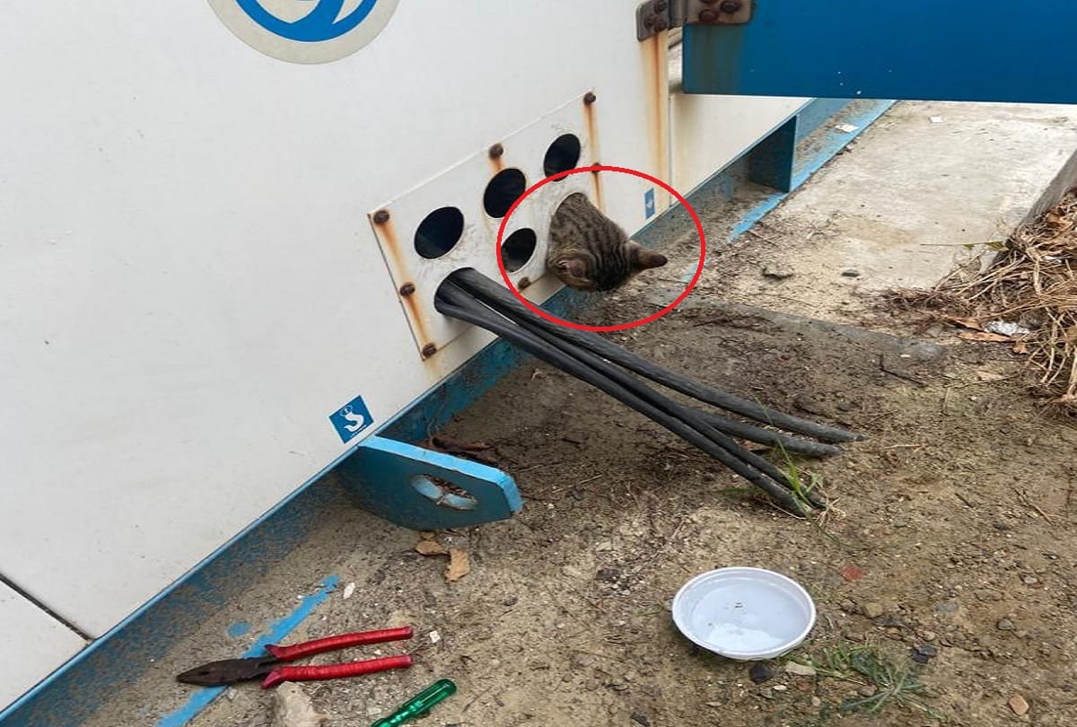 Rescue of cat lasted for two hours trapped in hole of DG set requested Forest Department and NDRF saved