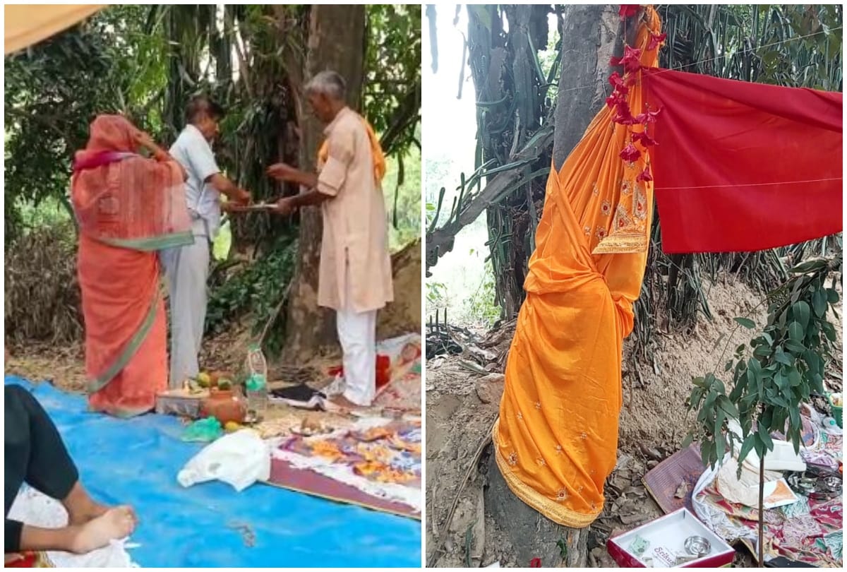 Unique marriage of mango and jamun trees in Kasganj