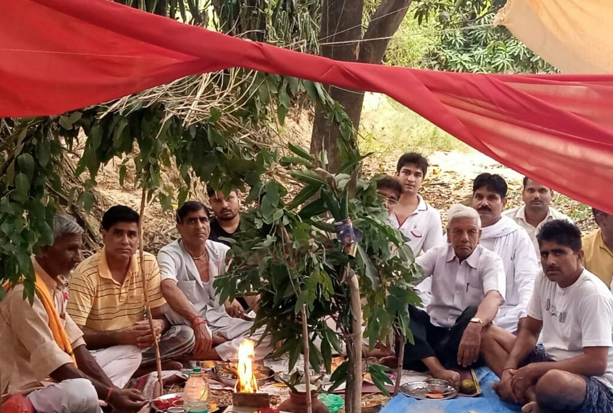 Unique marriage of mango and jamun trees in Kasganj