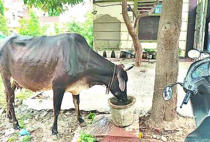 पड़ोसी ने गाय और बछड़े को पीट-पीट मार डाला