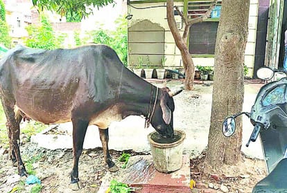 Agra People Serve Water and feed for birds animal in summer