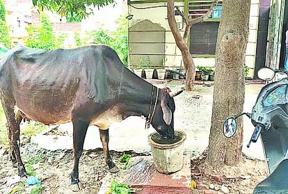 CVO said cowherds will get money for rearing indigenous cows in Mathura Know how to apply