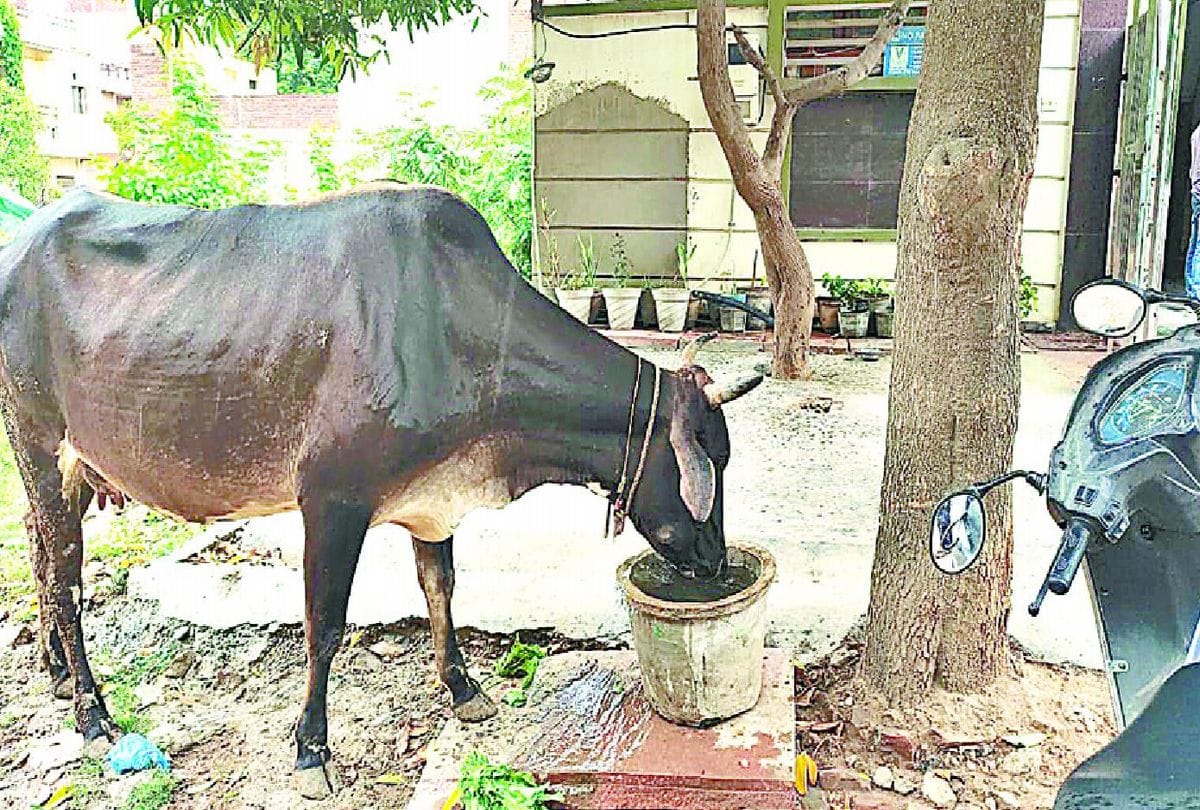 Cow collided with car in Sikar driver tied calf and dragged for one kilometers