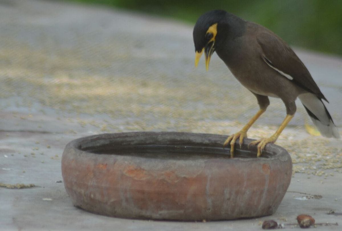 Agra People Serve Water and feed for birds animal in summer
