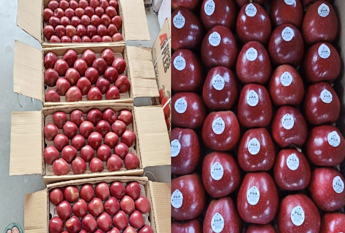 King Rot Apples sold for Rs 190, Dark Baron Gala at Rs 210 per kg