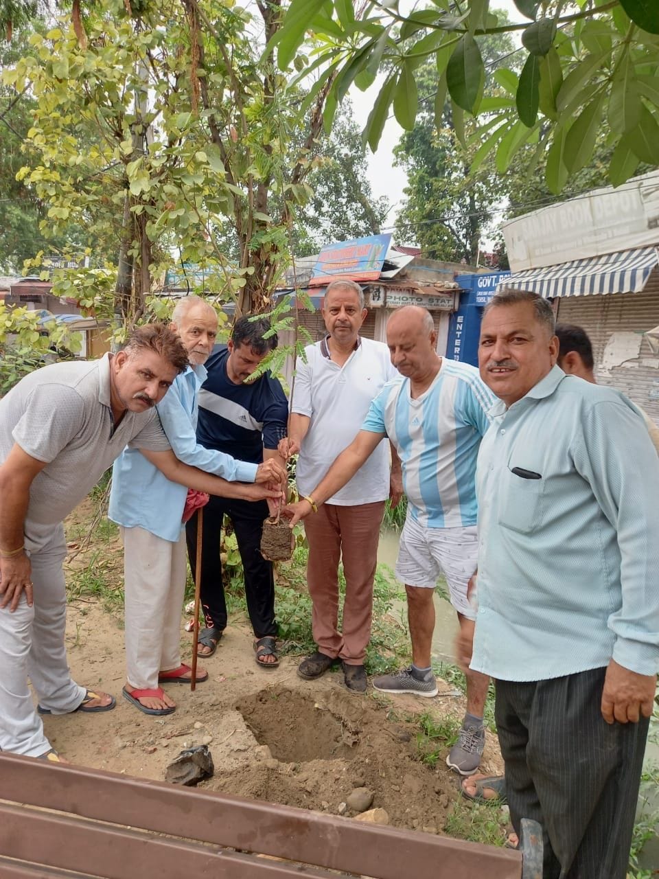 tree plantation