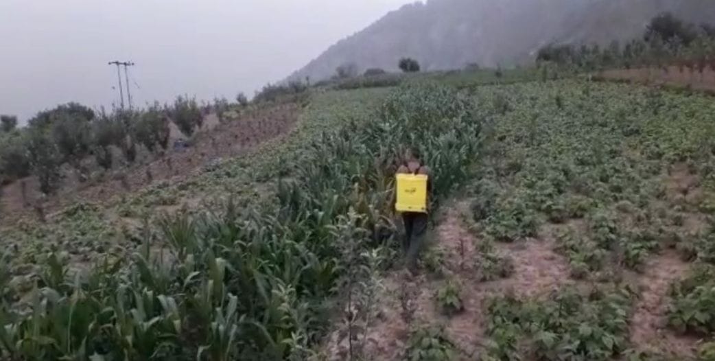 Army worm destroyed maize crop in Karsog