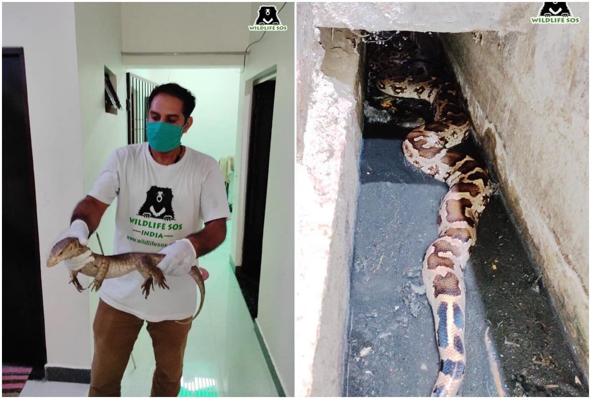 Wildlife SOS team rescued monitor lizard and python in Agra