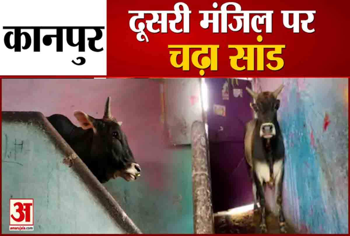 दूसरी मंजिल पर चढ़ा सांड