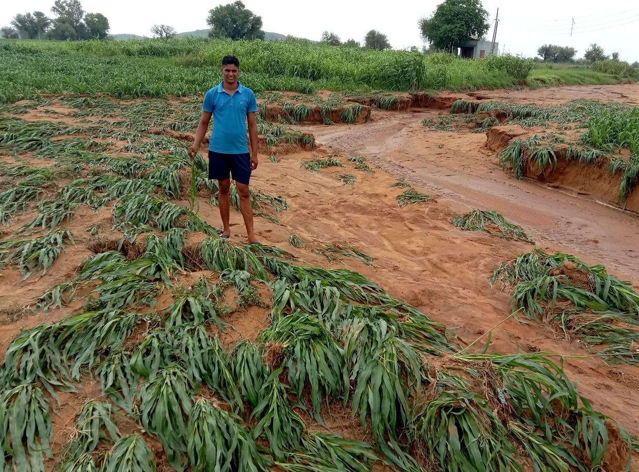 Millet crop of one and a half acres ruined by the water coming from the mountain