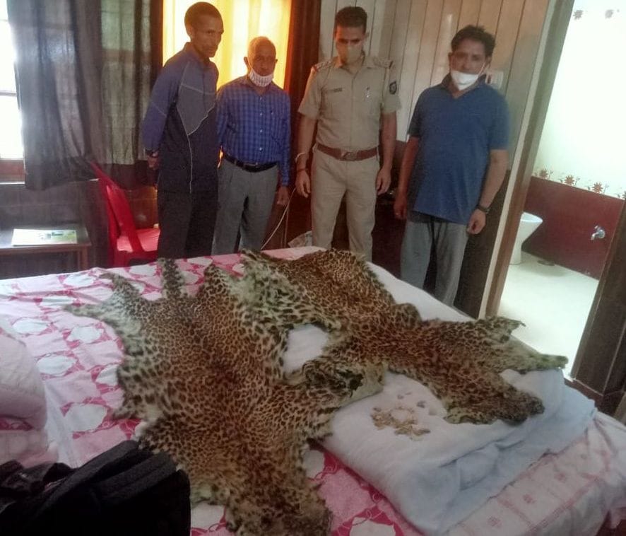 Two leopard skins, nails and teeth recovered from youth in Sarkaghat