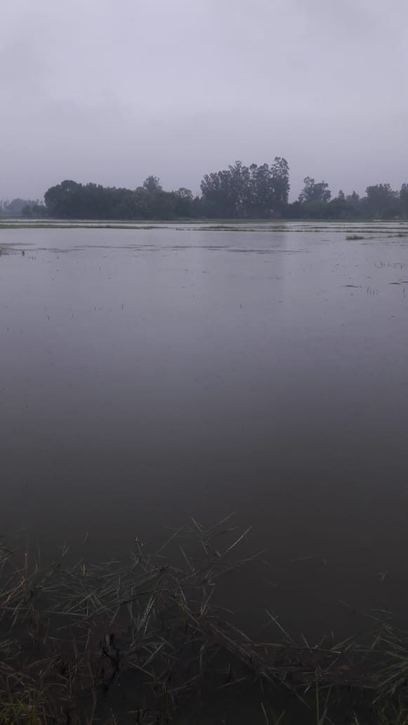 Jairamgarh minor broken, 500 bigha crop submerged