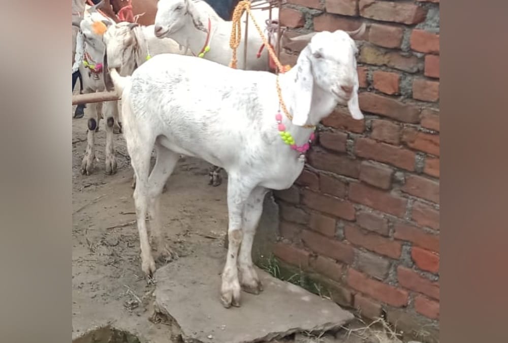 Eid al-Adha  Bakrid 2021:  Goat digital business starts after corona