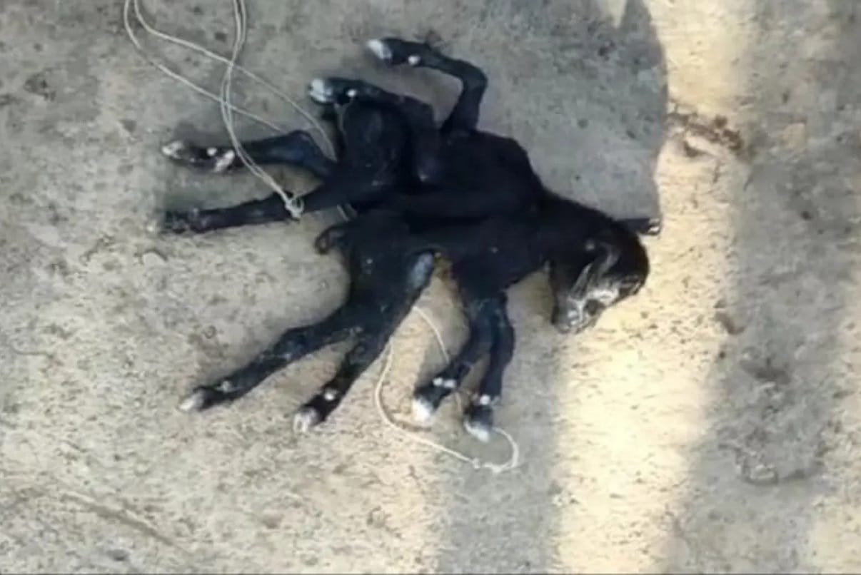 In West Bengal Goat gave birth to an eight-legged baby, the newborn died in a short time