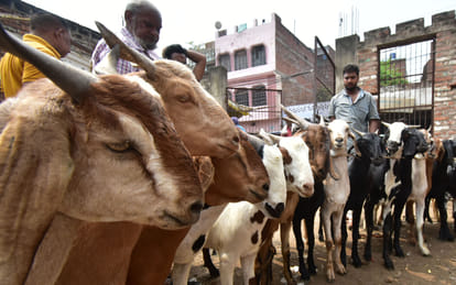बकरीद पर कुर्बानी के लिए बाजार में बकरे की खरीदारी करते लोग