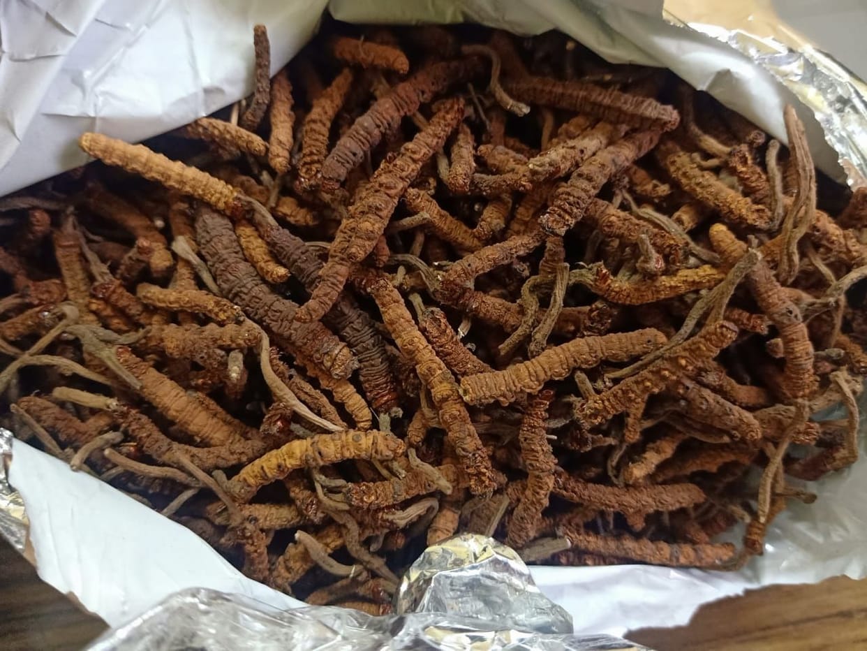 two arrested with himalayan viagra