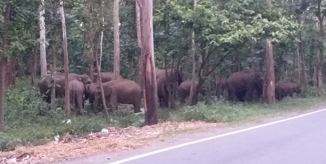 Elephant reached on road.