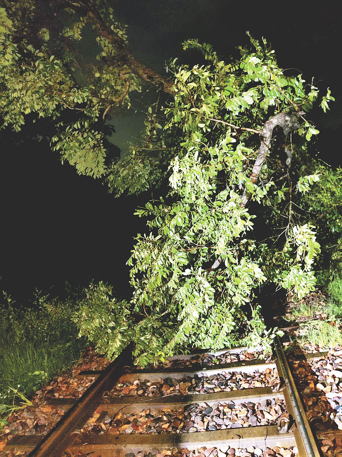 Trains stood for hours due to falling of trees on Dehradun-Haridwar railway section
