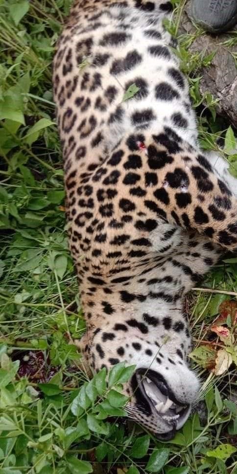 guldar killed another woman in shrinagar