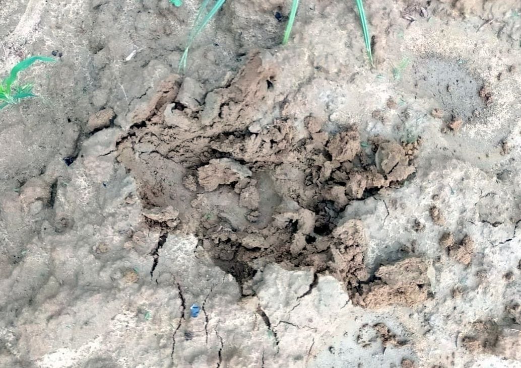 hardoi,wild animal,tendua,hardoi news