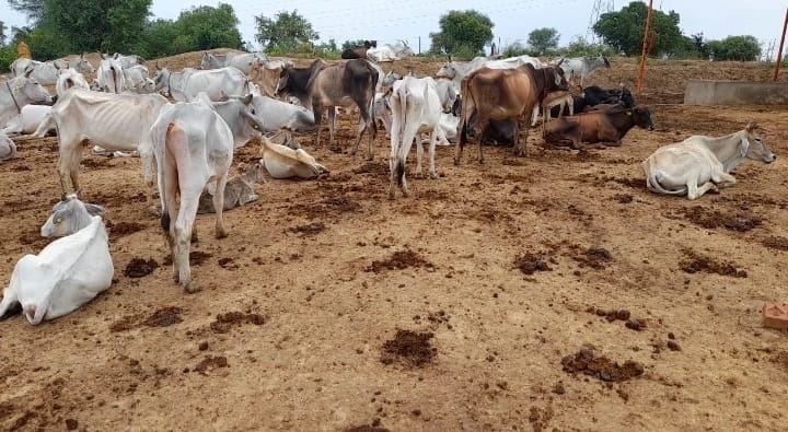 2 cow died in cow shelter