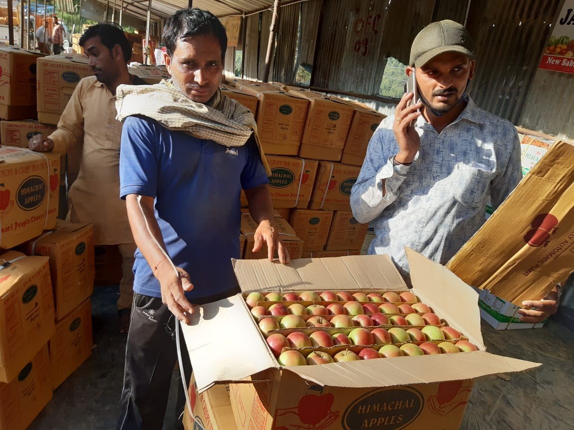 Royal Delicious 1800 and Spur variety apple sold for 2200, The fragrance of Karsog's apple is smelling across the country, the gardeners are rich at a good rate