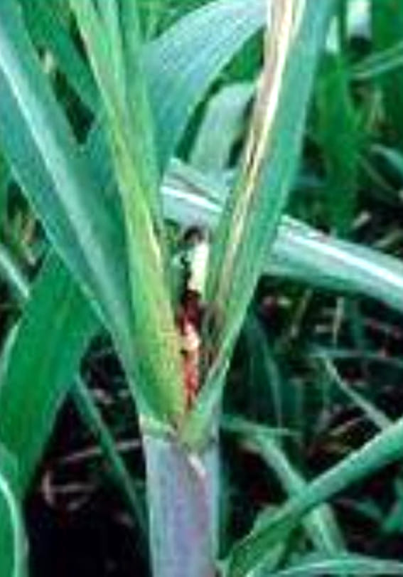 Pokka sowing disease increasing in sugarcane crop