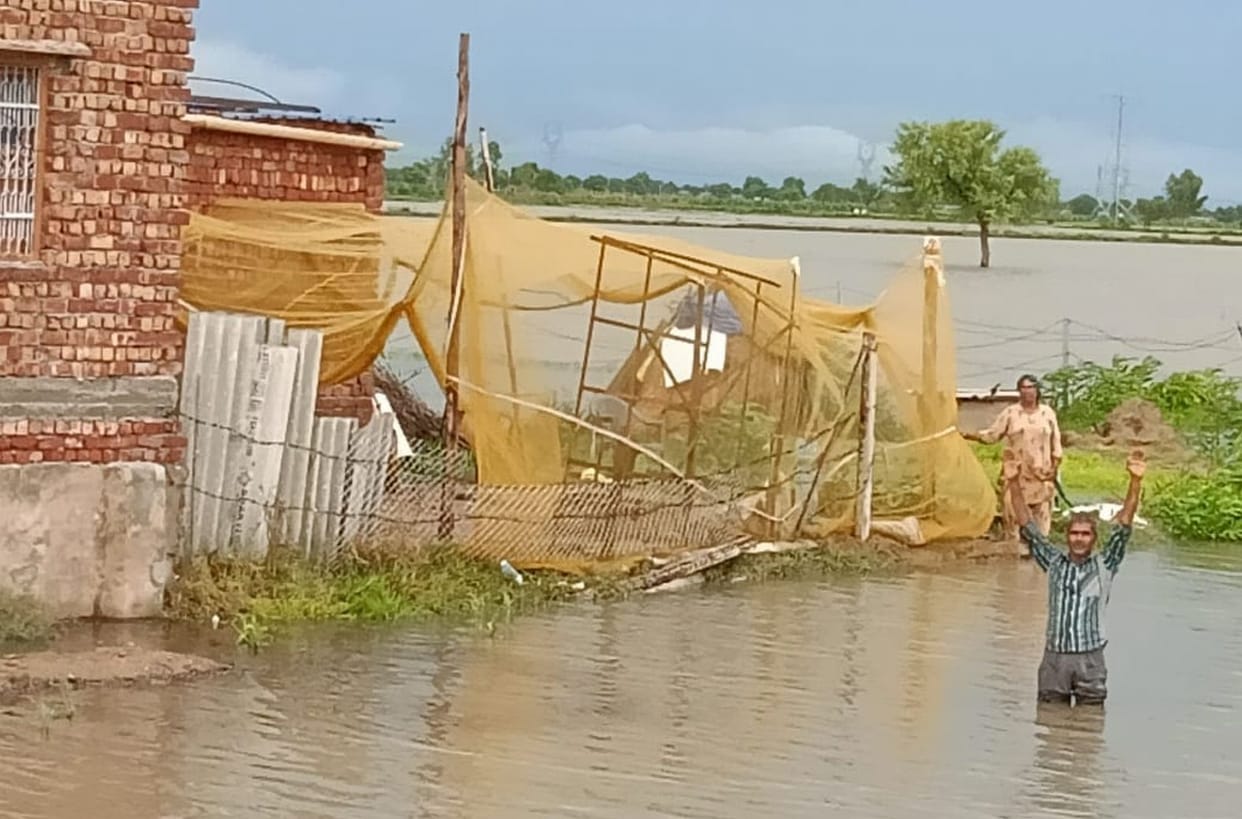 300 acres of crops submerged due to non-drainage of rain water