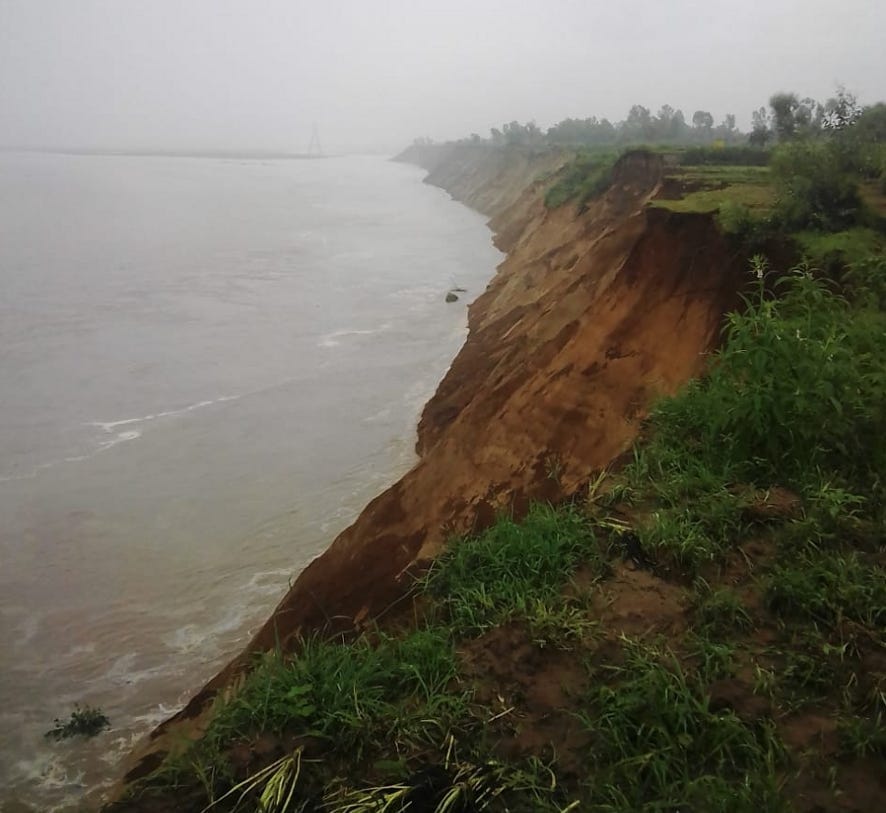 Farmer's land falling in the Ganges, harvesting continues