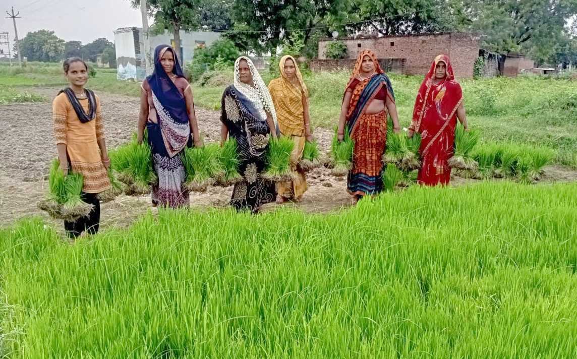 Bhadohi: Intermittent rain brought relief from humidity and heat, farmers engaged in paddy transplantation