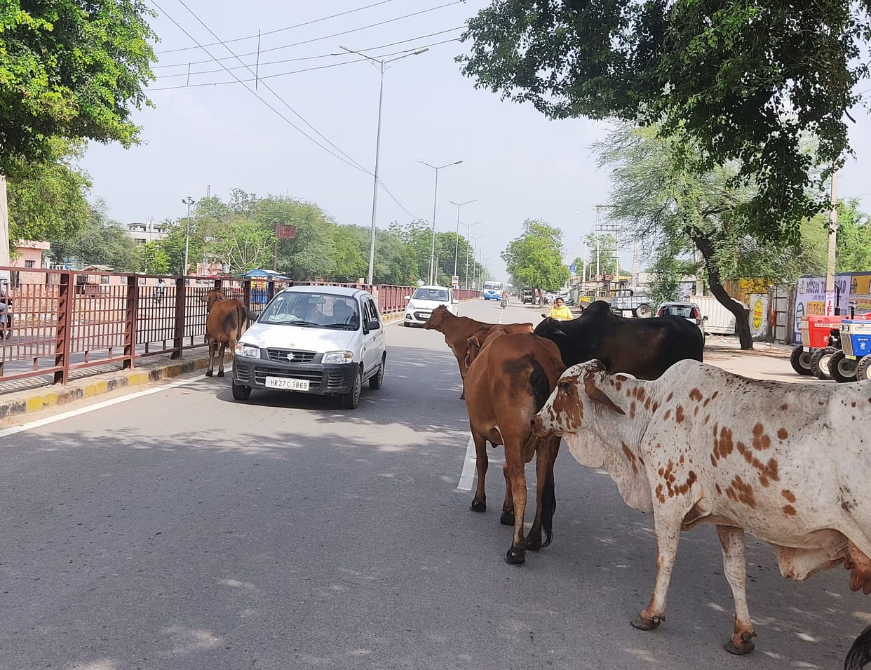 Unclaimed animals started appearing on the streets again after four years