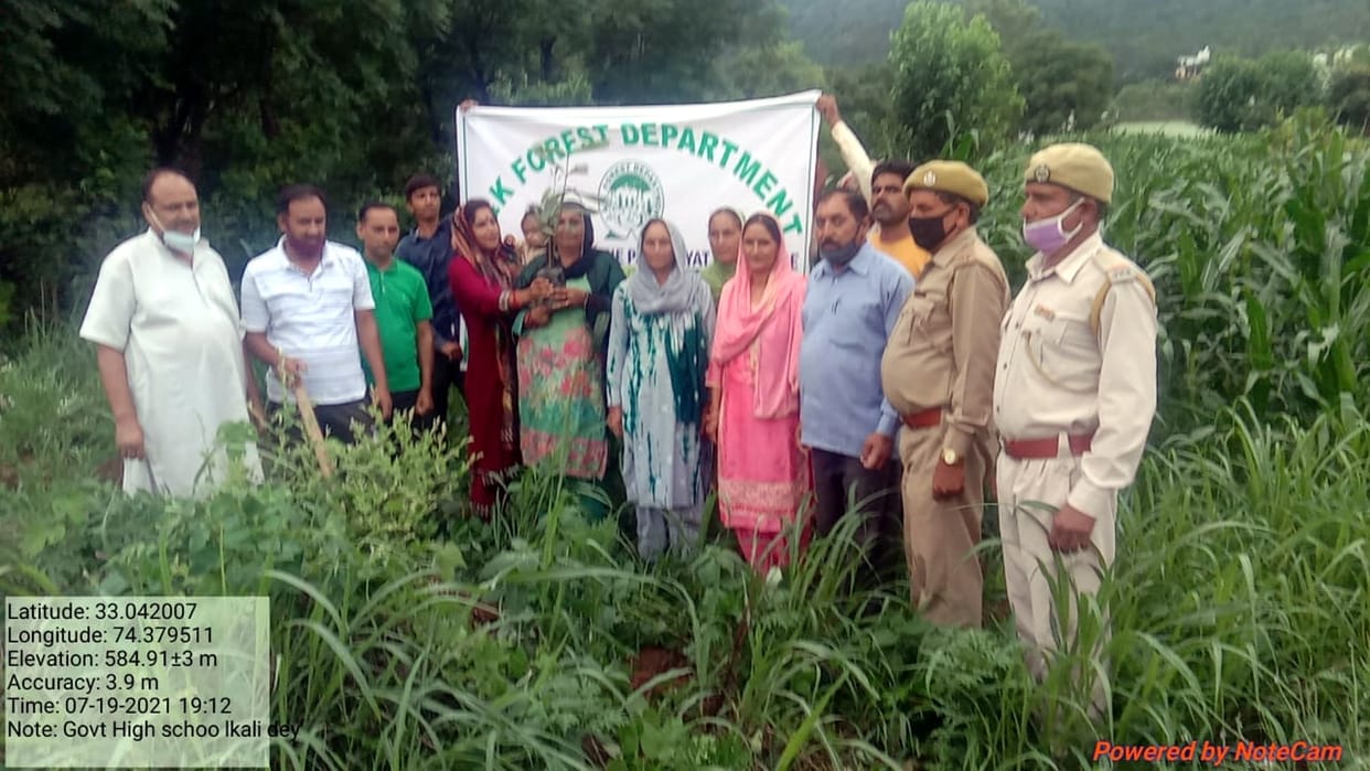 Plantation drive