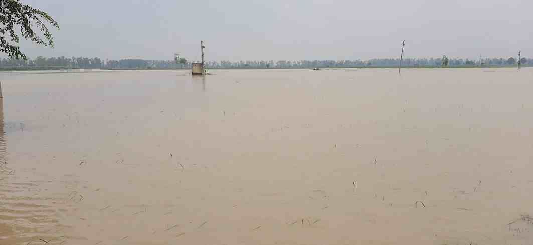 Crisis on waterlogged crops in 5 thousands acres in the district