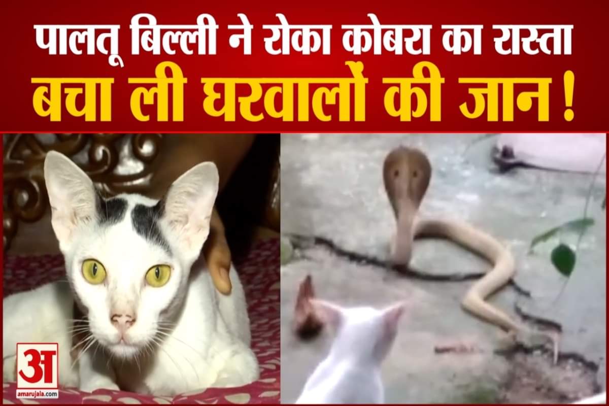 बिल्ली कोबरा