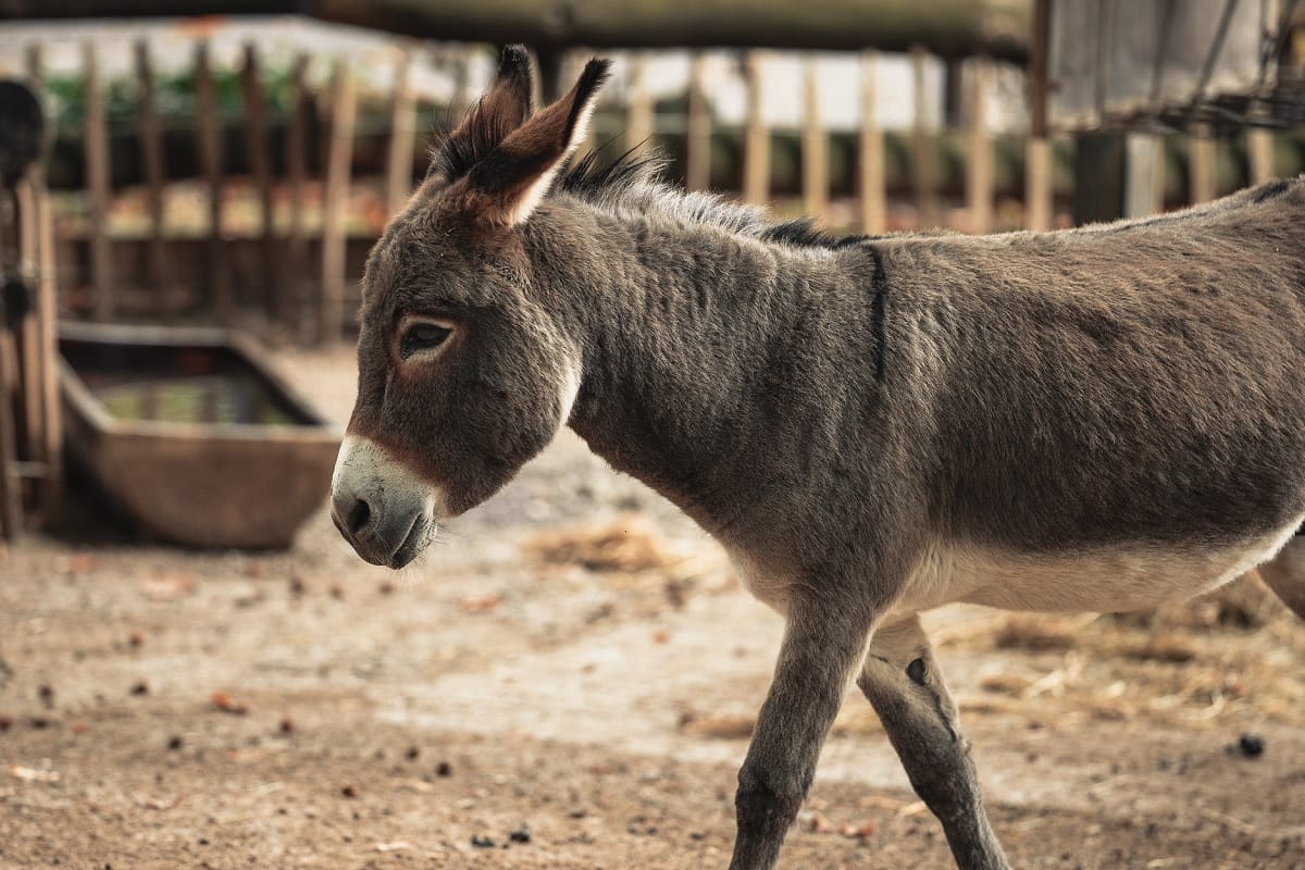 village sarpanch rides donkey for rain in village of Vidisha superstition news in Hindi