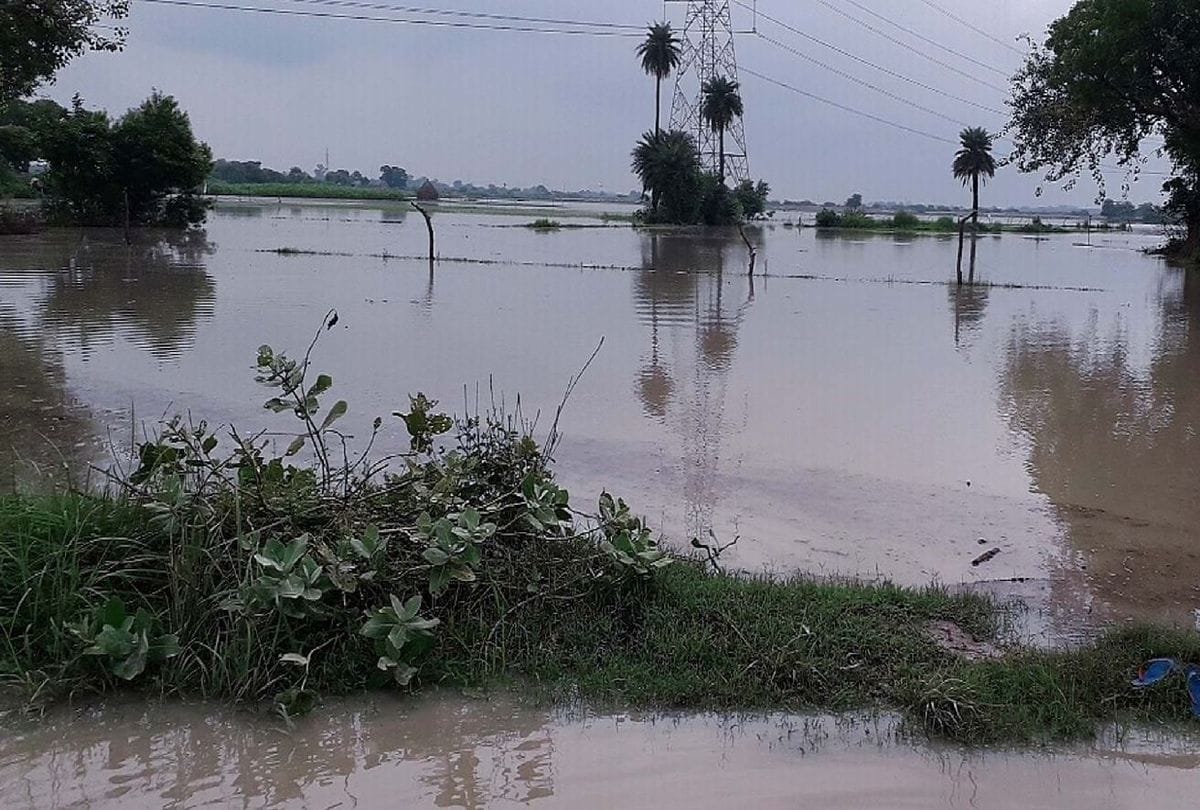 one thousand bigha crops submerged due to the canal overflow in firozabad