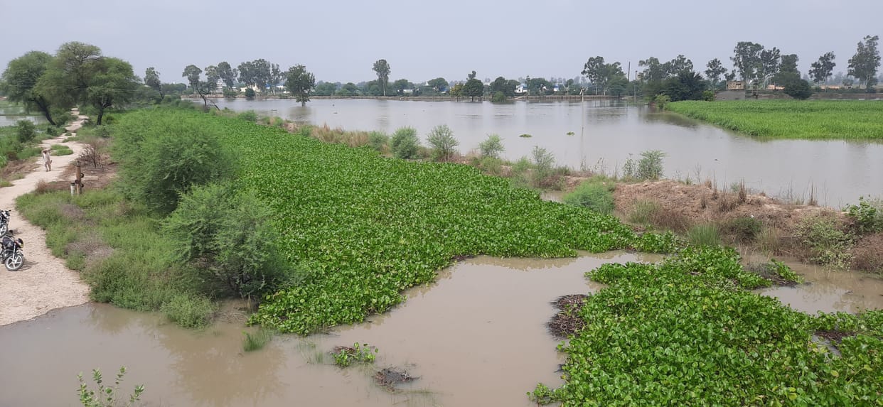 Released 200 cusecs more water than capacity, more than 400 acres of crops were submerged