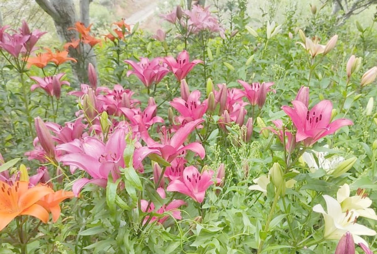 Himachal News: lilium flower cultivation in lahaul spiti himachal pradesh