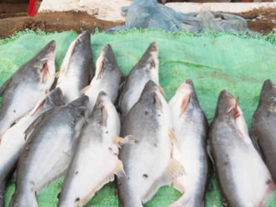 Blueprint ready for export of fish in Nepal from Varanasi MPEDA and APEDA will support farmers